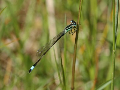 Strre kustflickslnda - Blue-tailed Damselfly (Ischnura elegans)