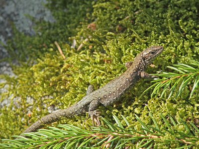 Skogsdla - Common Lizard (Zootoca vivipara)