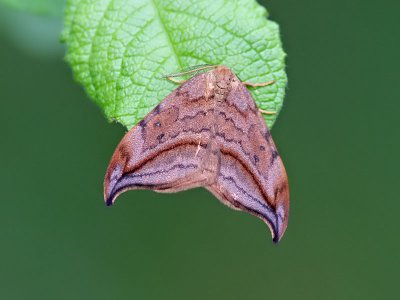 Drepanidae ( Sikelvingar )