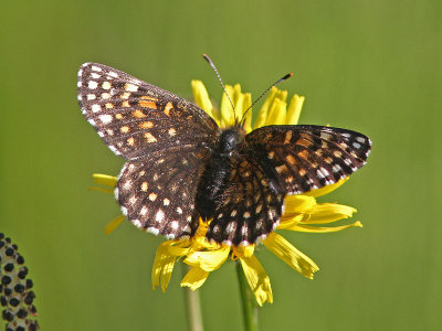 Sotnätfjäril - False Heath Fritillary (Melitaea diamina)