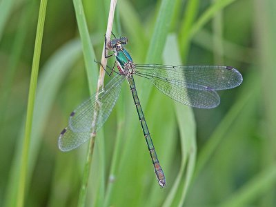 Kraftig smaragdflickslnda - Scarce Emerald Damselfly (Lestes dryas)