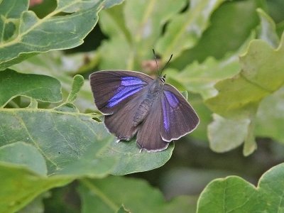 Eksnabbvinge - Purple Hairstreak (Favonius quercus)