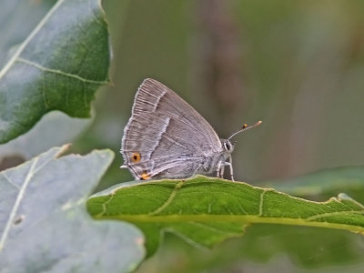 Eksnabbvinge - Purple Hairstreak (Favonius quercus)