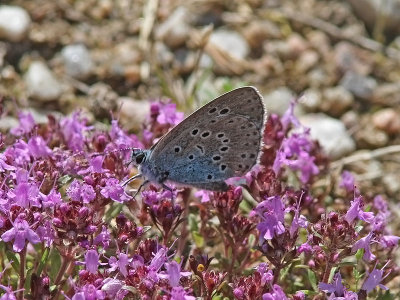 Svartflckig blvinge - Large Blue (Maculinea arion)