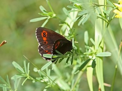 Skogsgrsfjril - Arran Brown (Erebia ligea)