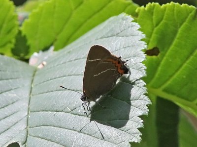Almsnabbvinge - White-letter Hairstreak (Satyrium w-album)
