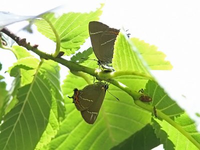 Almsnabbvinge - White-letter Hairstreak (Satyrium w-album)
