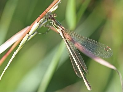 Vandrande smaragdflickslnda - Southern Emerald Damselfly (Lestes barbarus)