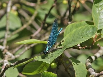 Bl jungfruslnda - Beautiful Demoiselle (Calopteryx virgo)