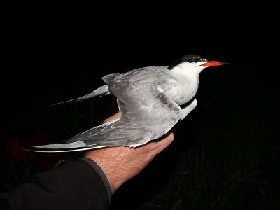 Fisktärna - Common Tern (Sterna hirundo)
