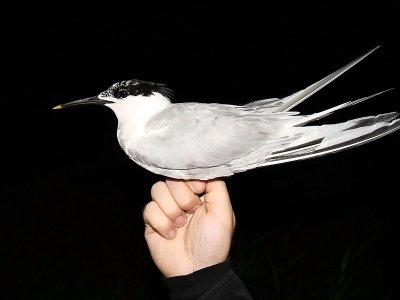Kentsk tärna - Sandwich Tern (Sterna sandvicensis)
