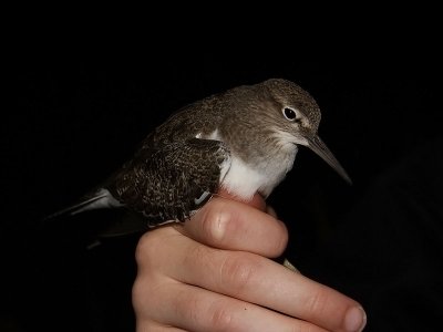 Drillsnäppa - Common Sandpiper (Actitis hypoleucos)