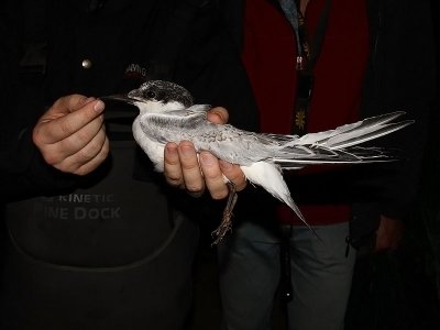 Kentsk tärna - Sandwich Tern (Sterna sandvicensis)
