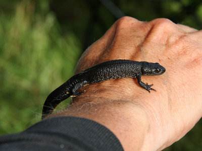 Strre vattensalamander - Great Crested Newt (Triturus cristatus)