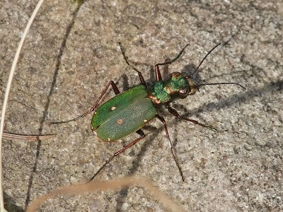 Grn Sandjgare - Green tiger beetle (Cicindela campestris)