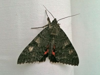 Vinkelbandat Ordensfly - Red Underwing (Catocala nupta)