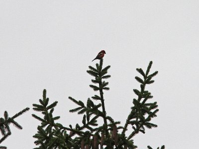 Bndelkorsnbb - Two-barred Crossbill (Loxia leucoptera)