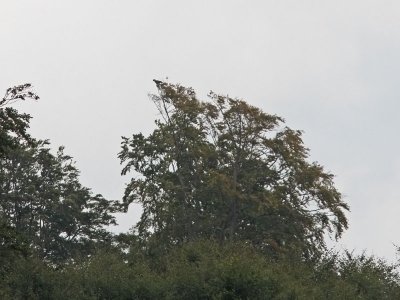 Ormrn - Short-toed Snake Eagle (Circaetus gallicus)