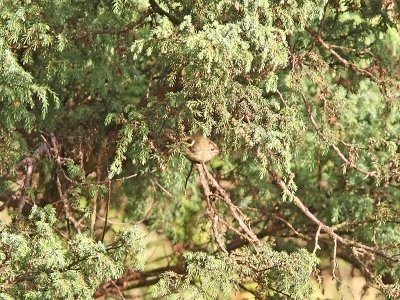 Kungsfågel -Goldcrest (Regulus regulus azoriensis)