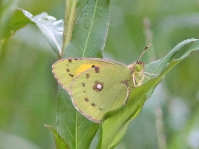 Rödgul höfjäril - Clouded Yellow (Colias crocea)
