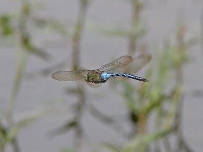 Kejsartrollslända - Emperor Dragonfly (Anax imperator)
