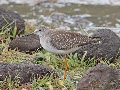 Mindre gulbena - Lesser Yellowlegs (Tringa flavipes)