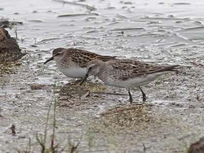 Combo (Least and White-rumped Sandpiper)