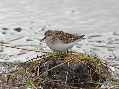 Dvärgsnäppa - Least Sandpiper (Calidris minutilla)