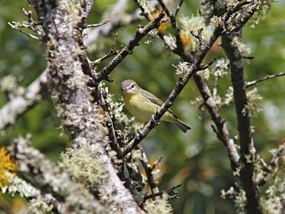 Kanadavireo - Philadelphia Vireo (Vireo philadelphicus)