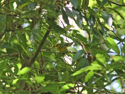 Blvingad skogssngare - Blue-winged Warbler (Vermivora pinus)