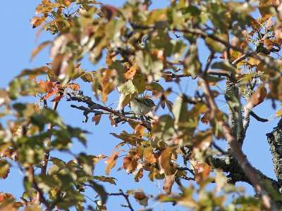Taigasngare - Yellow-browed warbler (Phylloscopus inornatus)