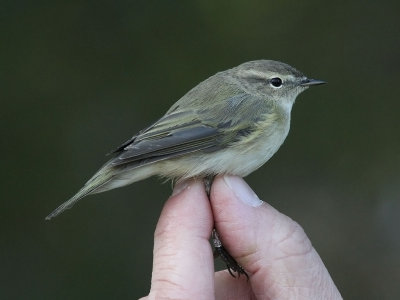 Sibirisk gransångare - Siberian Chiffchaff (Phylloscopus collybita tristis)