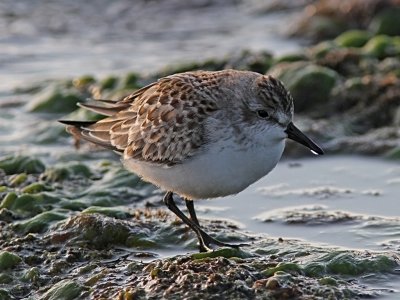 Sandsnäppa - Semipalmated Sandpiper (Calidris pusilla)