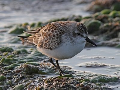 Sandsnppa - Semipalmated Sandpiper (Calidris pusilla)