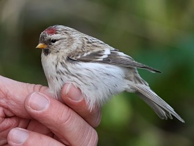 Snösiska - Arctic Redpoll (Carduelis hornemanni)