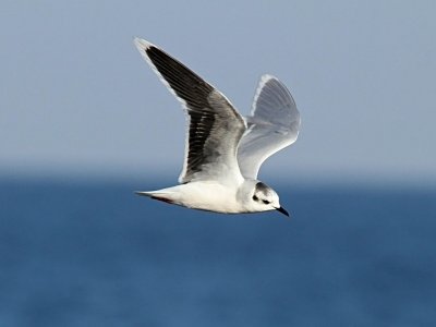 Dvrgms - Little Gull (Larus minutus)