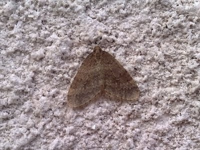 Mindre frostfjril - Winter Moth (Operophtera brumata)