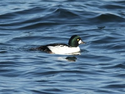 Knipa - Common Goldeneye (Bucephala clangula)