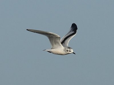 Dvärgmås - Little Gull (Larus minutus)