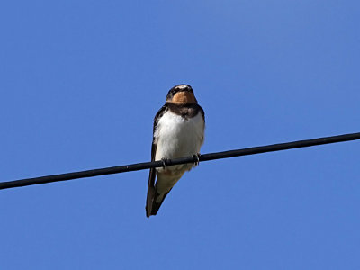 Ladusvala - Barn Swallow (Hirundo rustica)