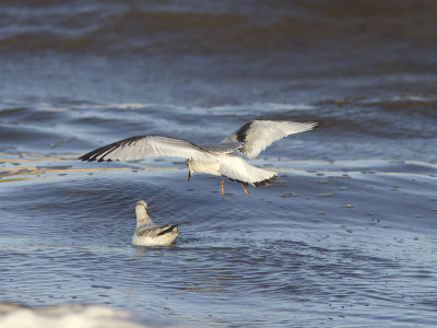 Tretåig mås - Black-legged Kittiwake (Rissa tridactyla)