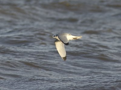 Tretåig mås - Black-legged Kittiwake (Rissa tridactyla)