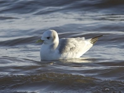Tretåig mås - Black-legged Kittiwake (Rissa tridactyla)
