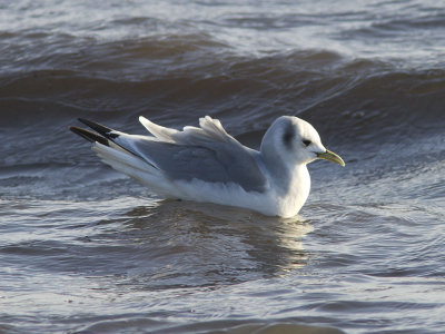 Tretåig mås - Black-legged Kittiwake (Rissa tridactyla)