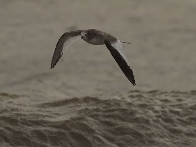 Trnms - Sabines Gull (Larus sabini)
