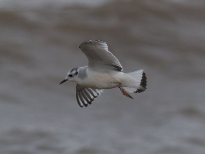 Dvärgmås - Little Gull (Larus minutus)