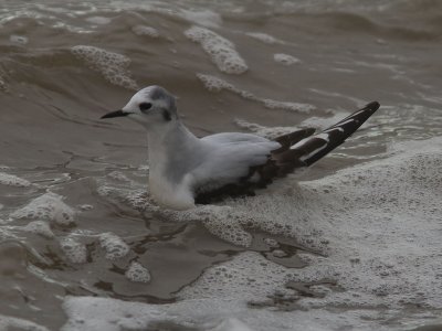 Dvärgmås - Little Gull (Larus minutus)