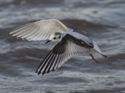 Dvärgmås - Little Gull (Larus minutus)