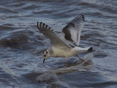 Dvärgmås - Little Gull (Larus minutus)