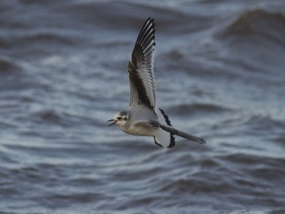 Dvärgmås - Little Gull (Larus minutus)